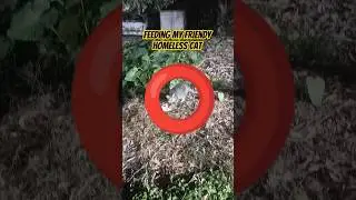 feeding a homeless friendly cat #iloveanimals #shortsvideo