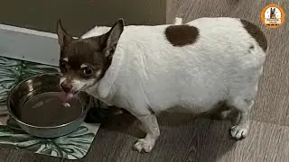 I Adopted the Chubbiest Dog at the Shelter &mdash; and He Changed My Life