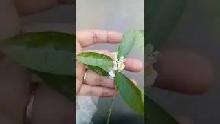 How To Get Maximum Lemon From Lemon Tree By Preventing Flower Drop Lemon Not Flowering