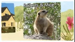 Official Pest Control West Sacramento CA 916-226-4836 Bed Bugs Treatment