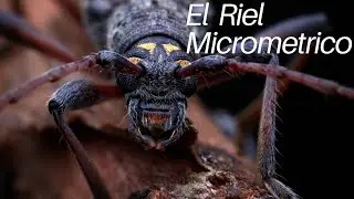 Riel micrometrico para fotografia macro extremo 📸📸🐝