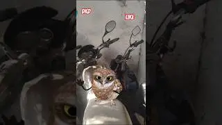 ullu ka ullu dance #youtubeshorts #ytshorts #funny #comedy #shortvideos