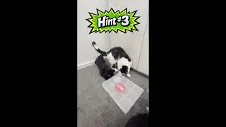 Can They Get the Treats Out?! (Snackle Box Cat Challenge)