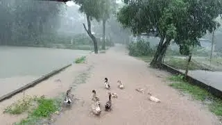 Walking In village heavy rain । Walking in the heavy rain। Beautiful Rainy Season in village
