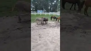 2 lovely mini and a baby donkey and mule 🥰😍