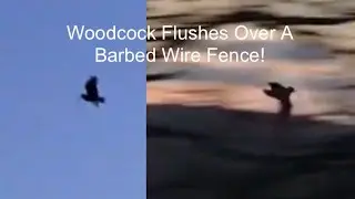 Male and Female Woodcock