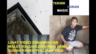 PENAMPAKAN WALET KELUAR DI RBW YANG SUDAH PRODUKTIF DENGAN PANEN PULUHAN KILO