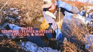 Wintertime Water Trapping |  Pt. 1 | Beaver, Muskrat, Raccoon, & Mink! #trapping #trapper