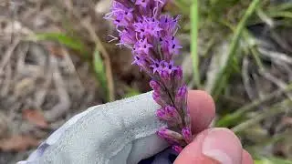 Liatris species of Broward Scrub Habitat