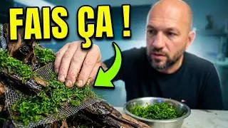 Comment faire pousser de la mousse de Java facilement ?