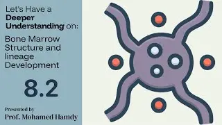 8.2 Bone Marrow Structure and Lineage Development &ndash; Deeper Understanding