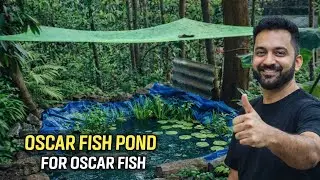 കളറായിട്ടൊരുകുളം#OscarFish#OscarFishPond#FishPond#PondSetup#FishFarming