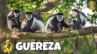 Guereza | Die Zootiere im Allwetterzoo Münster | Zootastisch