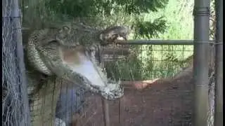 crazy crocodile feed.