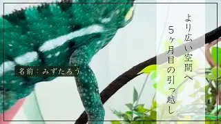 【成長記録】より広い空間へ｜5ヶ月目のパンサーカメレオン ノシベ 引っ越し #パンサーカメレオン #pantherchameleon
