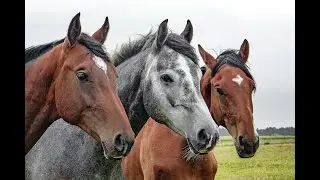 Equine Conditions review BSCE, NAVLE TEST (education purpose).