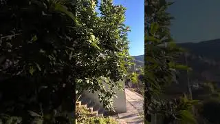 how to grow avacada fruit plants 4 year in mandi ktindi