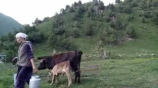Milking Cows in the Kyrgyz Mountains A Peaceful Day on the Jailoo