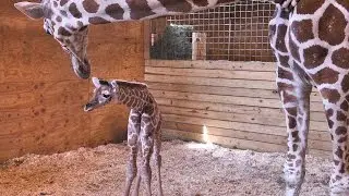 April the Giraffe and her baby: Behind the scenes