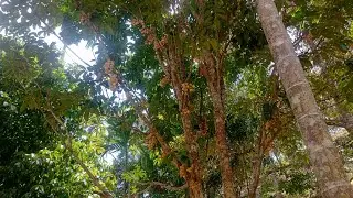 Buah Langsat siap panen