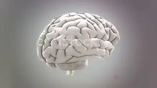 How much data can a brain store?