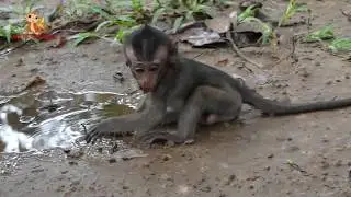 Pity Lori Baby Monkey - She Crying Alone Why Did Her Mom Leave