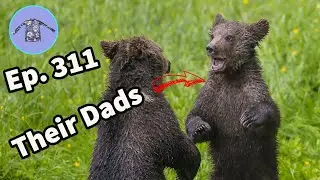 EPIC Grappling match from two BEAST Grizzly Bears! Stop, Talk, and Roll! Ep. 311