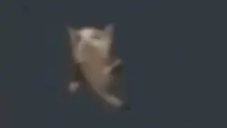 Sneaky Jewish Music low quality