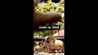 Cruel or Kind: Which do you choose?