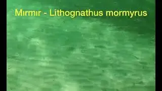 Mırmır - Lithognathus mormyrus  - Striped bream
