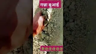 Sugarcane farming video #sugercane #subscriberkaisebadhaye #farmer#farming #farmersteno #farmershelp