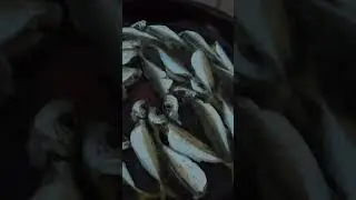 Peștele &icirc;l gătim la &icirc;ntoarcerea spre port.  #pescuitlamare #mareaneagra #fishing #cooking