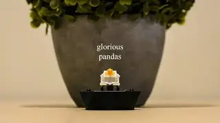 THE HOLY PANDA KILLER?? - Glorious Pandas Long Term Review