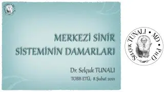 Merkezi Sinir Sistemi Damarları
