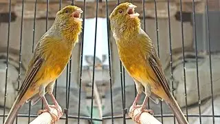 Canary sound therapy trains sounds