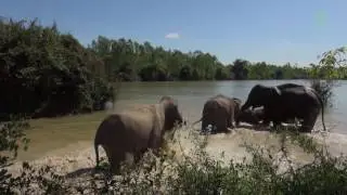 From Street Begging Elephant To Freedom