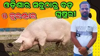 ଦେଖନ୍ତୁ ଓଡ଼ିଶାର ସବୁଠାରୁ ବଡ଼ ଘୁଷୁରୀ || Explore Odisha's biggest Pig. @EfarmingOdisha