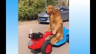 SMART PETS COMPILATION #1 | FUNNY ANIMALS