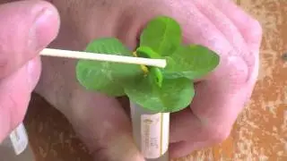 A Clover Obsession