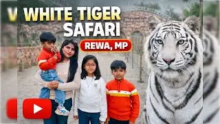 White Tiger Safari Rewa, MP | Family Jungle Safari Experience 🐅 #mptourism #whitetiger