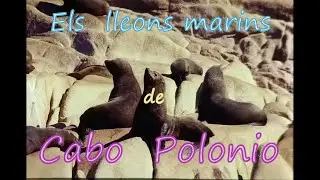 Els Llops Marins de Cabo Polonio (Uruguai)