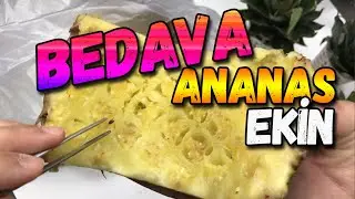 Вырастите бесплатный ананас | Семена и лист ананаса
