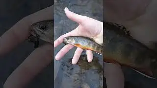 another beautiful male, hands are wet, hook is barbless, not out for long, go easy on me 😄👌