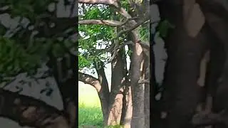 INDIAN HORN BIL🌴🐦 PARROTS  BEHAVIOUR ARE AFRAID FROM STRANGE LARGE  HORN BILL .