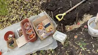 Саджу тюльпани і нарциси