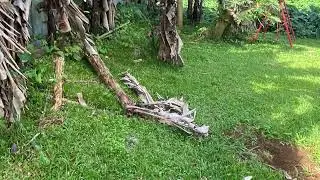 Professionnel gardening Mauritius 🇲🇺