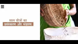 02 - Sal Seed - Primary Processing and Storage