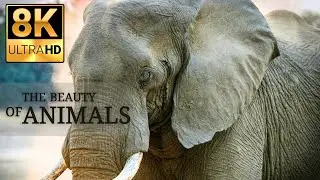 Elephant Majesty: A Stunning Journey into the World of Earth's Giants | 4K Ultra HD Wildlife Footage