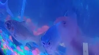 Aquarium🐠🐋🐟 fish view, Aache Karm Vibes is live!
