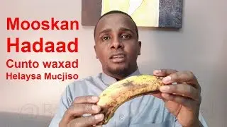Mooska noocana Hadad cunto maxad Heli Sir Cusub Ha Qaldamin Markad Sogadanaysi